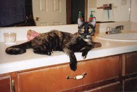 You may have to keep reapplying the tape, and the sticky residue may be hard to remove from counter tops. Cats And High Places Keeping Them Off Counters And Tables Dr Sophia Yin