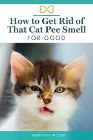 How To Get Rid Of That Cat Smell