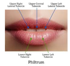 lip anatomy dr leslie baumann