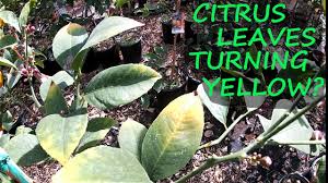 leaves on your citrus are yellow