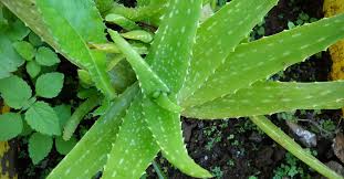 Pipaud a écrit le 21 février 2015 à 16 h 15 min. Comment Cultiver L Aloe Vera En Pot Astuces Express
