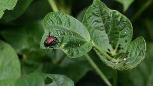 how to control garden pests