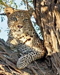 Leopard Animal Photography Leopard