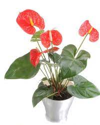 Common House Plants