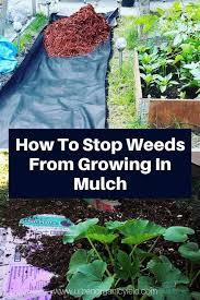 weed barrier under mulch to stop weeds