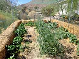 High Desert Vegetable Gardening Black