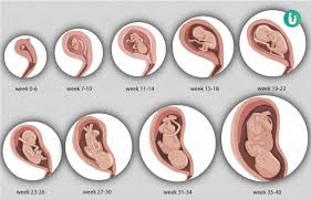 Fetal Development Month By Month And Week By Week With Video