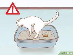 How is a cat's stomach supposed to feel? How To Diagnose The Cause Of A Swollen Abdomen In Cats 10 Steps