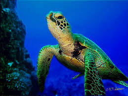 Green Sea Turtles Reptiles Amphibians