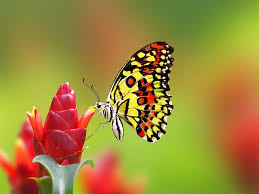 Types Of Butterflies Names 25 Most Colorful Butterfly