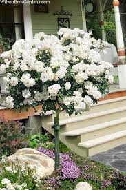 Buy Iceberg White Rose Tree Free