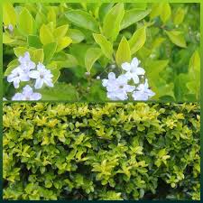See more of duranta sheena's gold hedge plant on facebook. Duranta Erecta Sheena S Gold Syn Duranta Repens Sheena S Gold Duranta Sheena S Gold In Gardentags Plant Encyclopedia