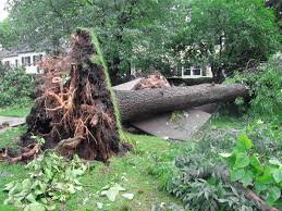 emergency tree removal Marietta