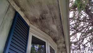 mold on exterior of homes removal