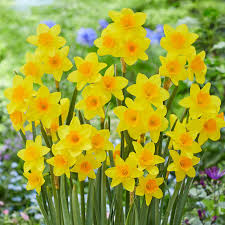 garden opera daffodil daffodil bulbs