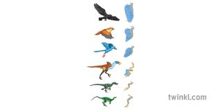 Bird Evolution Chart Skeleton Animal Science Secondary