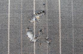clothes moths and carpet beetles