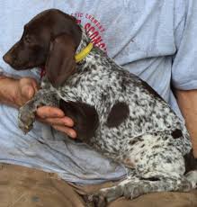 akc german shorthaired pointer breeders