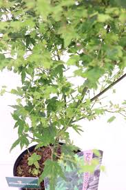 Produce due tipi di foglie ben diversi. Acero Palmato Acer Palmatum Vivaio Online Egarden