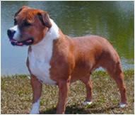 staffordshire bull terrier dog breed