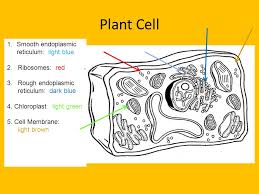 Students will have fun reviewing the basic parts of plant and animal cells with this brochure. Bell Work An Experiment Should Be Controlled Because It Allows The Scientist To Test A A Conclusion B A Mass Of Information C Several Variables Ppt Download