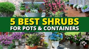best shrubs for pots and containers