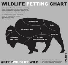 Wildlife Petting Chart Buckrail Jackson Hole News
