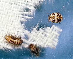 what does a carpet beetle larvae look