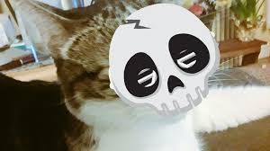 Арт паб бочка теплик black cat bone 3. Awwwwcats Hashtag On Twitter