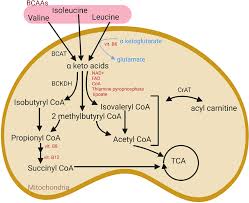 branched chain amino acid metabolism