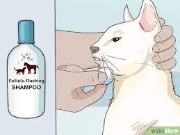 In addition to warm water, it is considered safe to apply a small amount of witch hazel, epsom salts, diluted iodine, or antibacterial soap to the cleaning routine. How To Treat Feline Acne 14 Steps With Pictures Wikihow