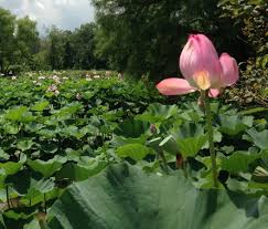 Lotus And Water Lily Festival