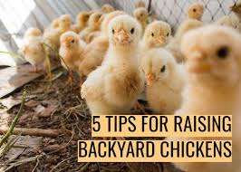 Each backyard chicken breed possesses one or more of the above characteristics and is popular if you're raising backyard chickens for their eggs, few breeds do better than the white leghorn. 5 Tips For Raising Backyard Chickens The Happy Chicken Coop