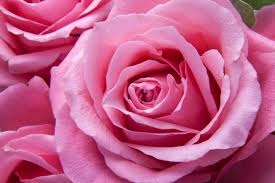 pink rose free image peakpx