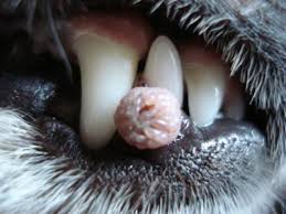 wart like growth in dog s gum line