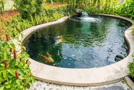 How To Clean A Koi Pond Ponds Guide