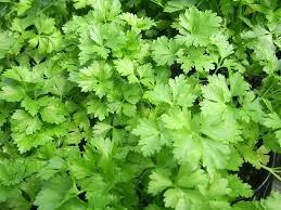 Image result for Parsley
