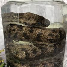 Large Wet Specimen Spotted Python | The crystal casket