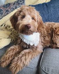 We hope that you enjoyed our list of the best labradoodle breeders in ohio. What You Need To Know About The Australian Labradoodle K9 Web