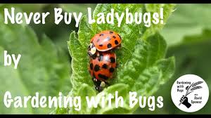 ladybugs by gardening with bugs
