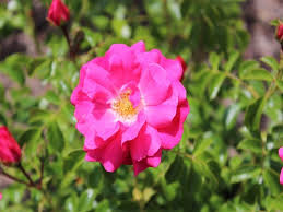 standard rose flower carpet pink