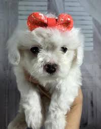 Get healthy pups from responsible and professional breeders at puppyspot. Cavachon Puppy For Sale Adoption Rescue For Sale In Edmond Oklahoma Classified Americanlisted Com