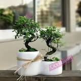 en-iyi-bonsai-ağacı-hangisi