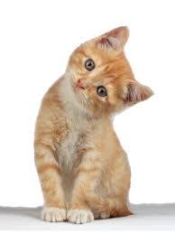cute kitten free hq image hq png image
