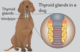 hypothyroidism in dogs husky haven