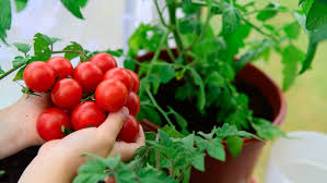 how to grow tomatoes from seeds in 5