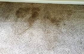 federal way carpet cleaning power pup