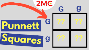 The punnett square is a square diagram that is used to predict the genotypes of a particular cross or breeding experiment. Punnett Square Basics Mendelian Genetic Crosses Youtube