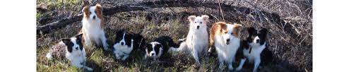 Border collie puppies and dogs in colorado. Happenstance Border Collies Home