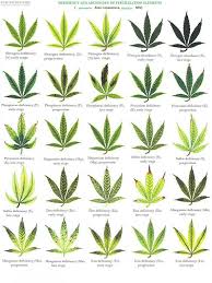 Nutrient Defecientcy Chart Thcfarmer Cannabis